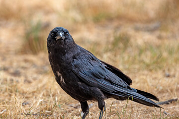 American Crow facing forward with intense gaze