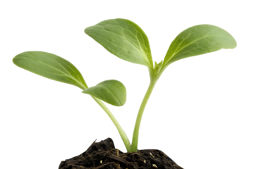 A young seedling plant with two bright green leaves growing in dark soil, isolated on a white background, symbolizing new life and growth.