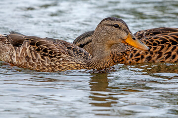 Pair of female Mallard ducks with crossed necks