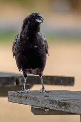 Wistful American Crow perched on a picnic table