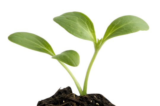 A young seedling plant with two bright green leaves growing in dark soil, isolated on a white background, symbolizing new life and growth.