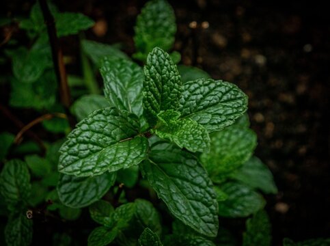 Fresh Green Mint Leaves