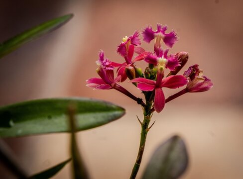 Pink Orchid in Vertical Position