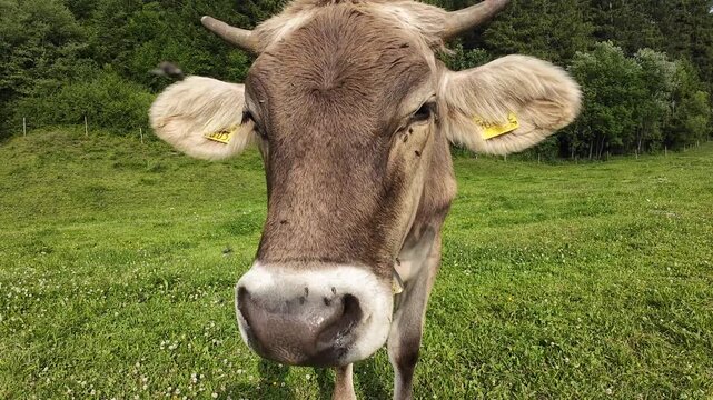 Video von einer jungen K&uuml;hen mit H&ouml;rner und Glocke die von vielen Fliegen geplagt wird