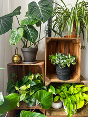Lush indoor plants in wooden crates. Plants: spider plant, philodendron, pothos and syngonium   © Alona