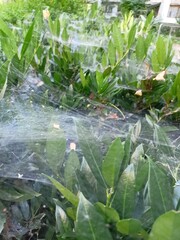 spider-web