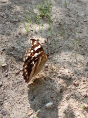 large-scale drama butterfly
