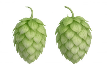 Fototapeta premium Botanical rendering depicting verdant hop cones, critical brewing ingredient, positioned against transparent backdrop