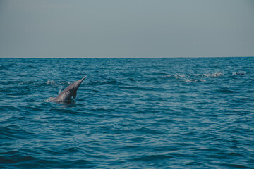 dolphin jumping out of water
