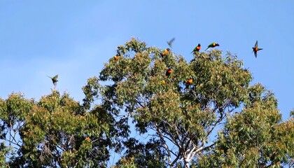Parrots in eucalyptus trees