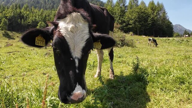Video von schwarz-wei&szlig;em Fleckvieh mit H&ouml;rnern und Glocken im Gebirge von &Ouml;sterreich
