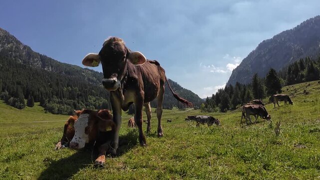 Video von Braunvieh und einem Simmentaler Rind mit H&ouml;rnern und Glocken im Gebirge von &Ouml;sterreich