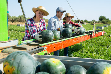 Farm workers picking ripe watermelons in field using mechanical grading line