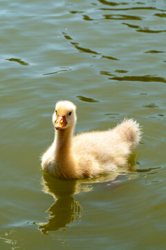 Patito beb&eacute; en el lago
