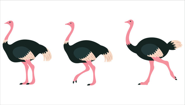 Cartoon ostriches set vector illustration white background