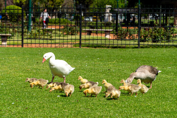 Patos familiares