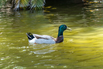 Pato en el agua verde