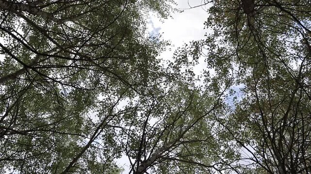 Sunlight filters through dense green foliage, casting moving shadows inside a tranquil forest.
