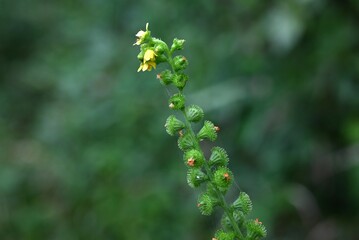 Agrimonia pilosa flowers. Rosaceae perennial plants. Five-petaled yellow flowers bloom in racemes from summer to autumn. The fruit is prickly seeds.