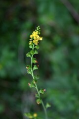 Agrimonia pilosa flowers. Rosaceae perennial plants. Five-petaled yellow flowers bloom in racemes from summer to autumn. The fruit is prickly seeds.