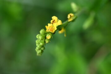 Agrimonia pilosa flowers. Rosaceae perennial plants. Five-petaled yellow flowers bloom in racemes from summer to autumn. The fruit is prickly seeds.