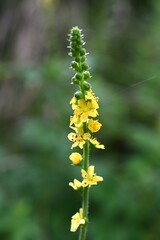 Agrimonia pilosa flowers. Rosaceae perennial plants. Five-petaled yellow flowers bloom in racemes from summer to autumn. The fruit is prickly seeds.