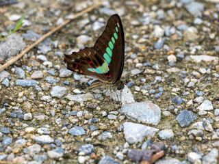 地面の水分を飲むアオスジアゲハ