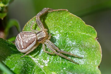 Ground Crab Spider on Leaf 