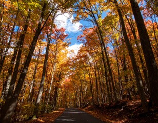Obraz premium Autumnal forest road. Sunlight streams through colorful trees