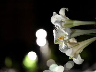 Tokyo, Japan - August 14, 2025: Closeup of pistil and stamens of white wild lily after the rain