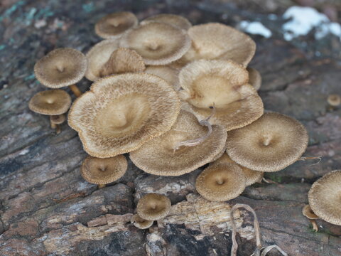 Tokyo, Japan - August 14, 2025: Closeup of Lentinus arcularius or  spring polypore
