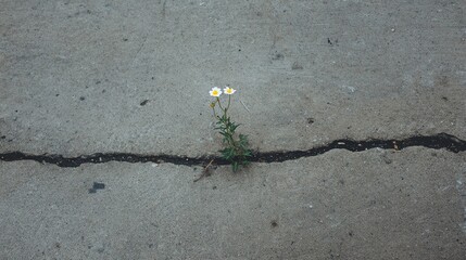 A resilient flower grows through a crack in the concrete, symbolizing nature's perseverance and beauty in unexpected places.