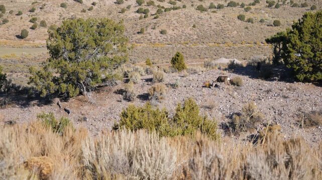Mule Deer in natural habitat in Echo Canyon State Park in rural Nevada