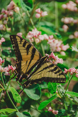 butterfly on a flower