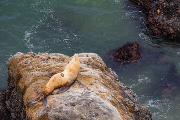 sea lion on the rock