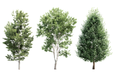  Three different tree models, green leaves, white background, realistic, high resolution, no shadows, no projection on the trees.