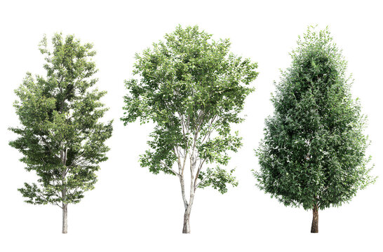  Three different tree models, green leaves, white background, realistic, high resolution, no shadows, no projection on the trees.