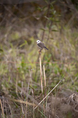 The white-faced tyrant (Xolmis velatus) is a migratory species, typical of rural areas, of the Tyrannidae family.