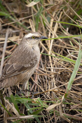 The field thrush is a species of papaya. It is famous for its vast repertoire of songs, which include imitations of other species.