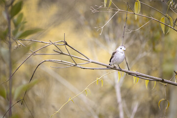 The white-faced tyrant (Xolmis velatus) is a migratory species, typical of rural areas, of the Tyrannidae family.