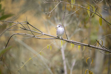 The white-faced tyrant (Xolmis velatus) is a migratory species, typical of rural areas, of the Tyrannidae family.