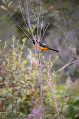 The corrupião, also known as concriz, sofrê, sujo, or xofreu, is a species of bird in the Icteridae family. It is endemic to Brazil. Its song is very melodious and it has the remarkable ability to imi