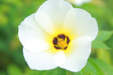 Fototapeta premium yellow and white flower