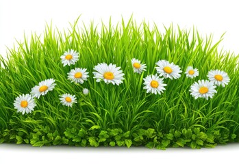 Lush green grass meadow with white daisies