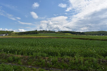 夏の北海道