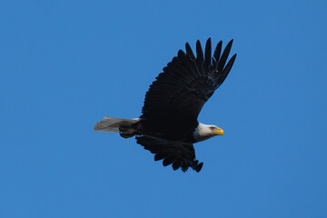 bald eagle in flight