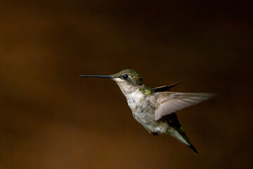Molting, Ruby Throated hummingbird in flight