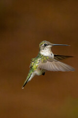 Flying little hummingbird.  Telephoto shot.