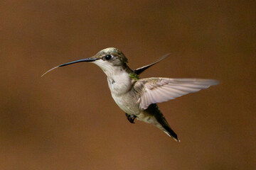 Molting hummingbird in flight and feeding.