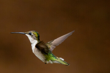 Fototapeta premium Hummingbird in flight on a summer morning.